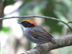 Conopophaga melanops