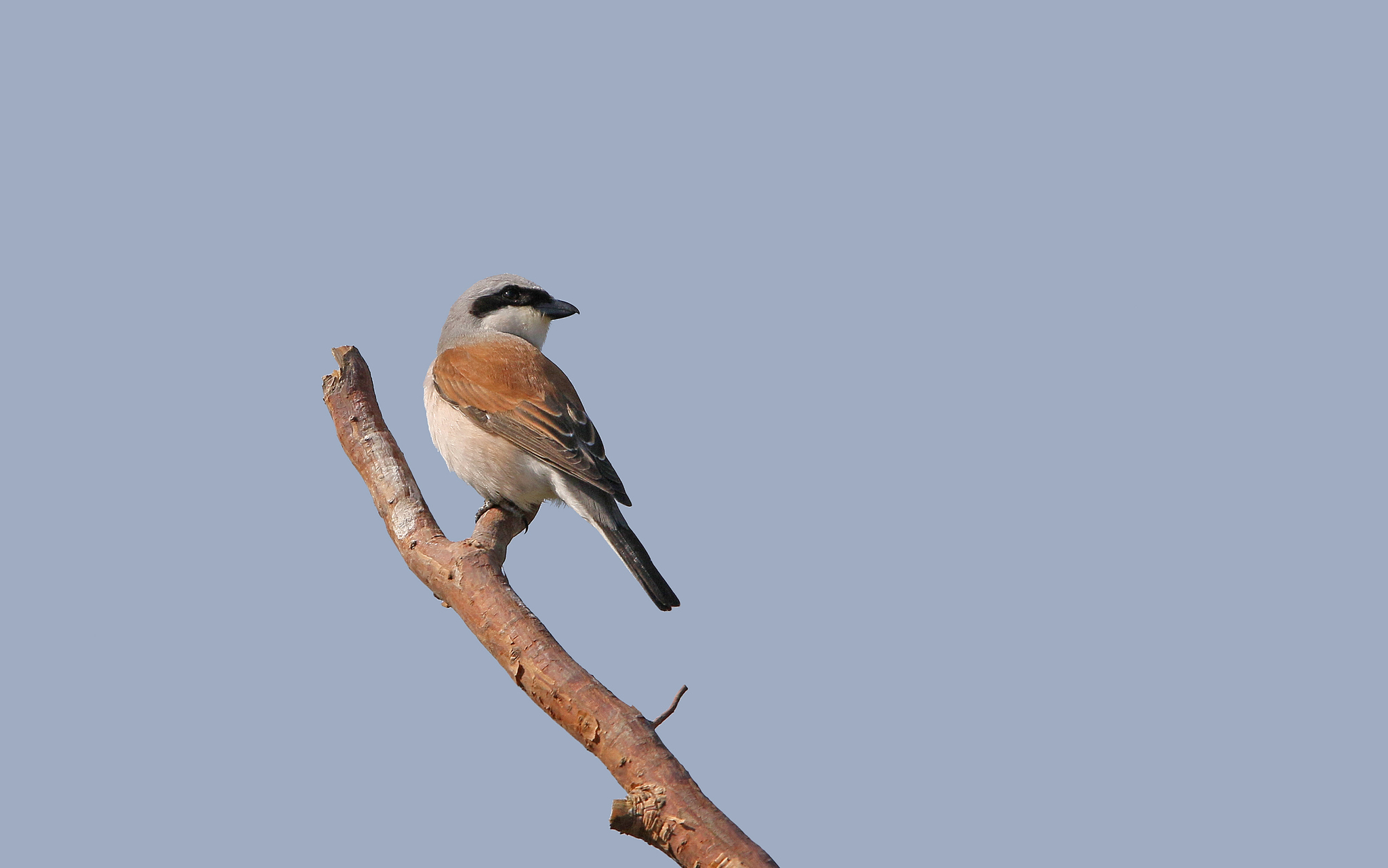 Red-backed Shrike