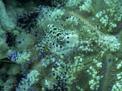 Periclimenes colemani