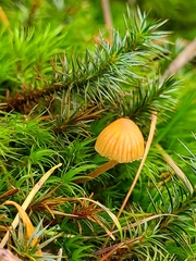 Mycena strobilinoidea