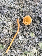 Mycena strobilinoidea