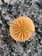 Mycena strobilinoidea