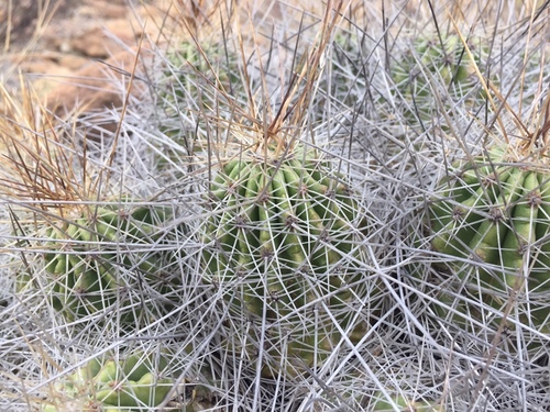 Echinocereus zapalinamensis