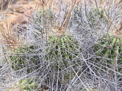 Echinocereus zapalinamensis