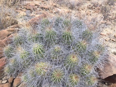 Echinocereus zapalinamensis