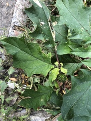 Datura stramonium