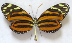 Melinaea lilis imitata