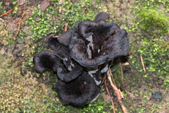 Craterellus