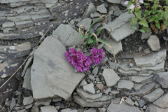 Allium oreophilum