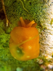Berthellina granulata image