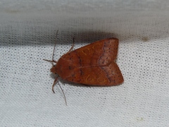 Agrochola pistacinoides