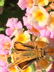 Hylephila phyleus