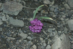 Allium oreophilum