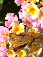 Hylephila phyleus