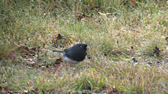 Junco hyemalis image