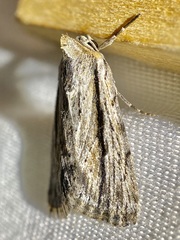 Catabenoides