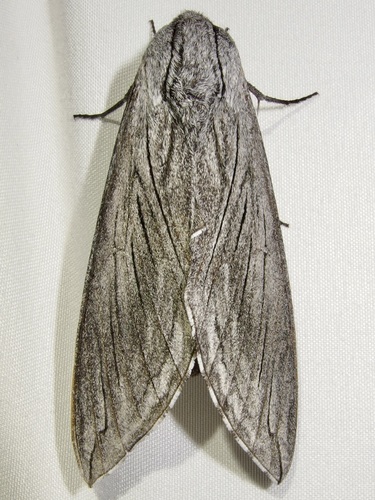 Asellus Sphinx photo 2