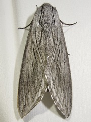 Sphinx asellus