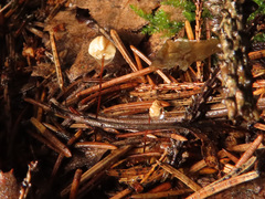 Marasmius wettsteinii