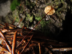 Marasmius wettsteinii