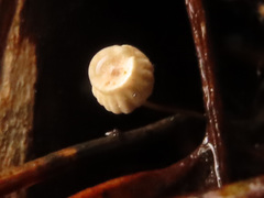 Marasmius wettsteinii