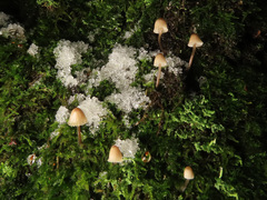 Mycena mirata
