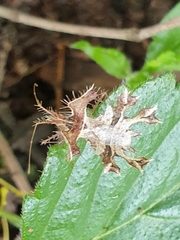 Pephricus