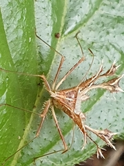 Pephricus