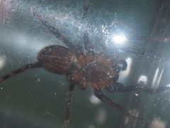 Lycosidae