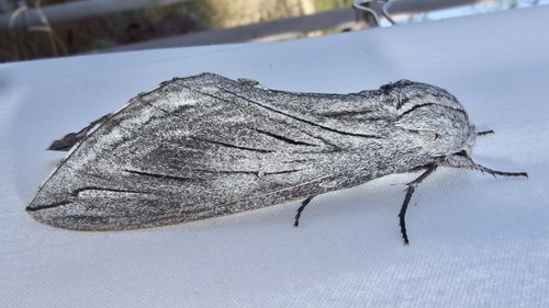 Asella Sphinx