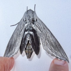 Sphinx asellus