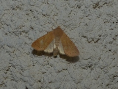 Xanthia gilvago
