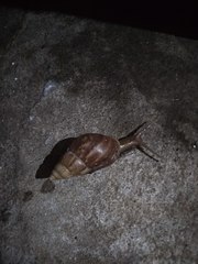 Lissachatina fulica