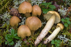 Tricholoma aestuans