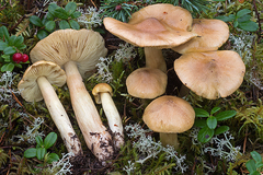 Tricholoma aestuans