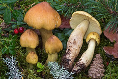 Tricholoma aestuans