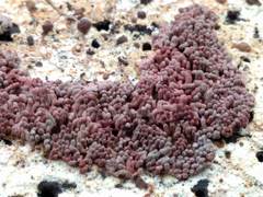 Arcyria stipata