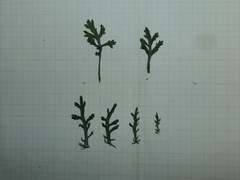 Leucanthemum pluriflorum