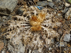 Cynara tournefortii