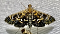 Diathrausta