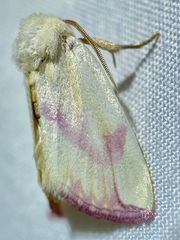 Thurberiphaga diffusa