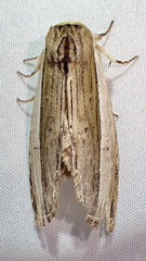Truncaptera truncata