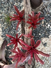 Neoregelia