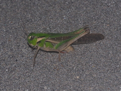 Gastrimargus marmoratus