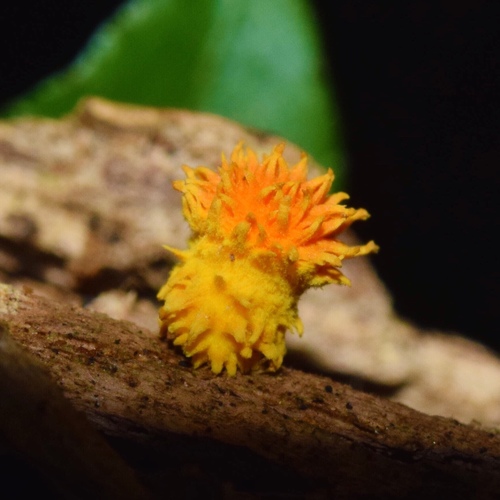 Golden-scruffy Collybia