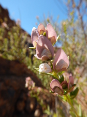 Prostanthera striatiflora