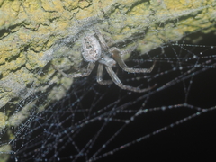 Neoscona nautica