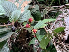 Cavendishia axillaris
