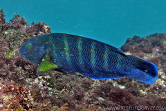 Seven-Banded Wrasse photo 5