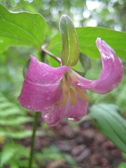 Trillium catesbaei